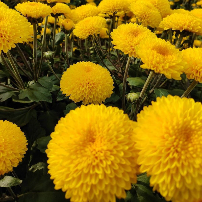 Marigold chrysanthemum Seeds - Heirloom Flower Garden Seeds for Growing