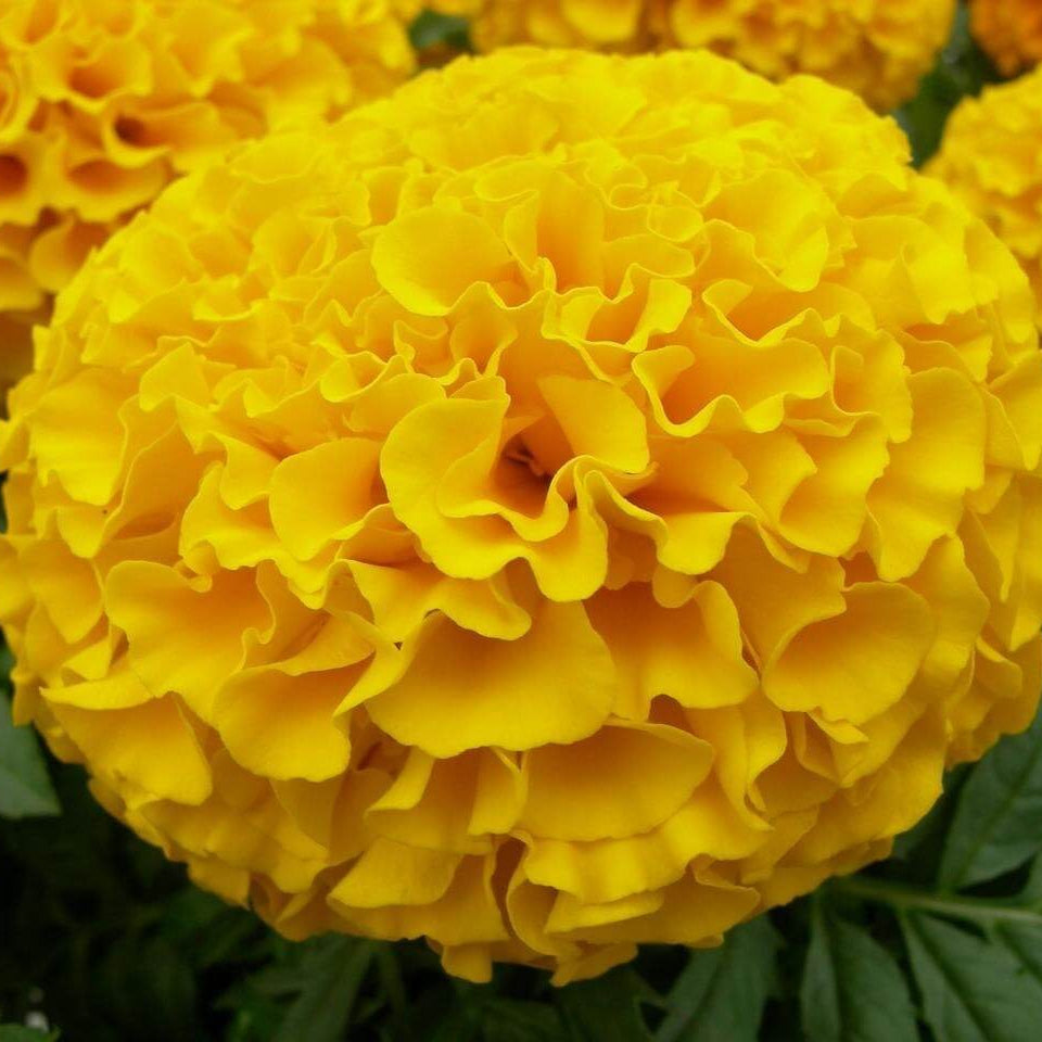 Marigold chrysanthemum Seeds - Heirloom Flower Garden Seeds for Growing