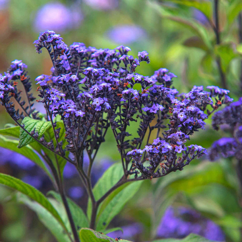 Marine Blue Heliotrope Seeds - Heirloom Flower Garden Seeds for Growing