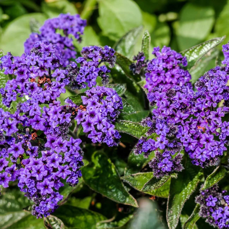 Marine Blue Heliotrope Seeds - Heirloom Flower Garden Seeds for Growing