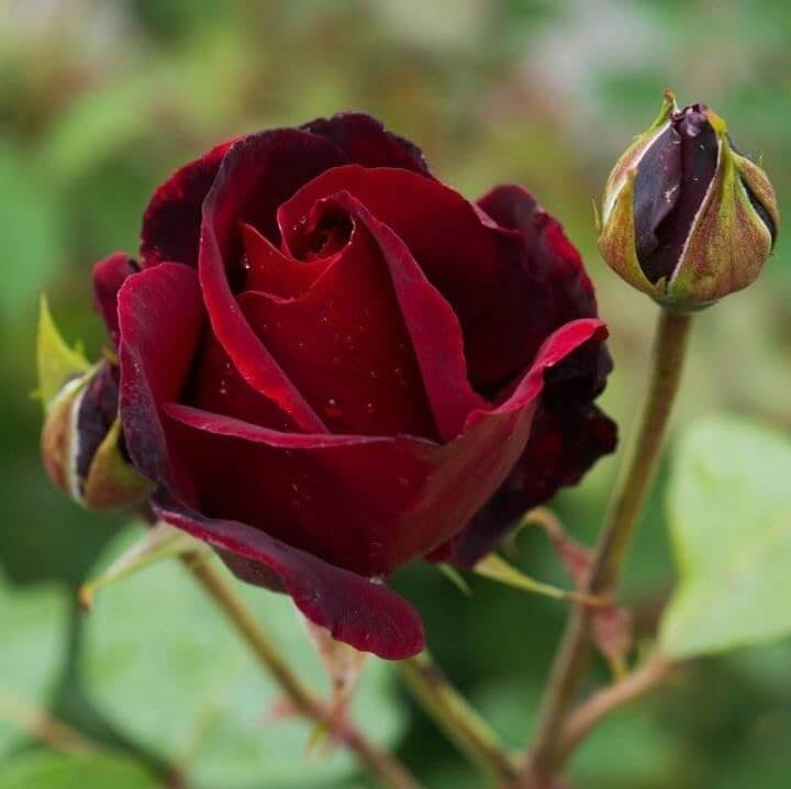 Maroon Rose Flower Seeds - Heirloom Flower Garden Seeds for Growing