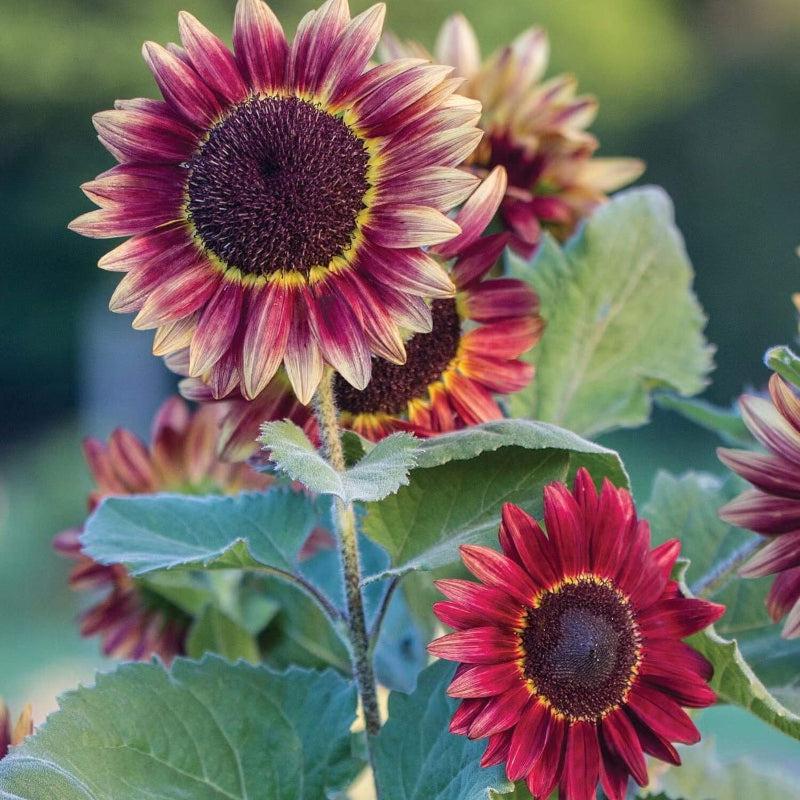 Maroon Sunflower Seeds  - Heirloom Flower Garden Seeds for Growing