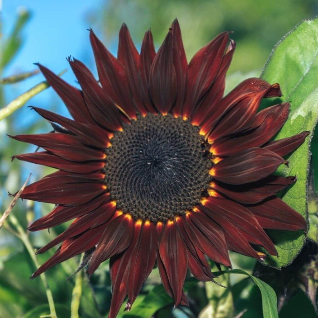 Maroon Sunflower Seeds  - Heirloom Flower Garden Seeds for Growing