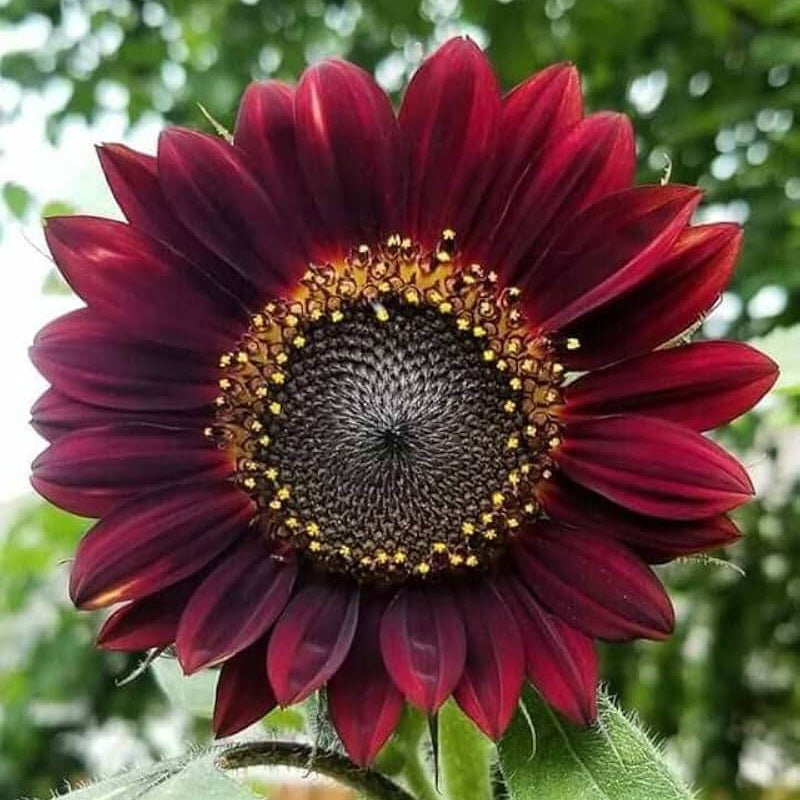 Maroon Sunflower Seeds  - Heirloom Flower Garden Seeds for Growing