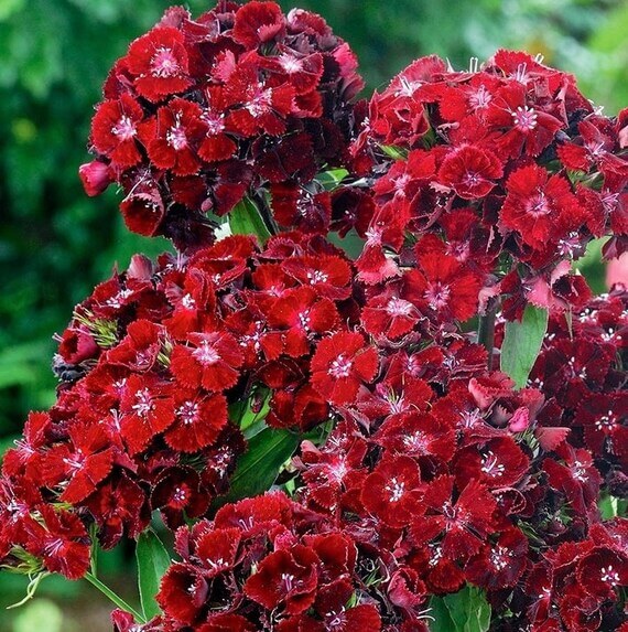 Maroon Sweet William Seeds - Heirloom Flower Garden Seeds for Growing