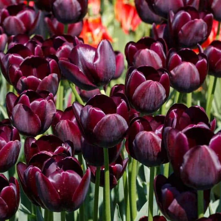 Maroon Tulip Seeds - Heirloom Flower Garden Seeds for Growing