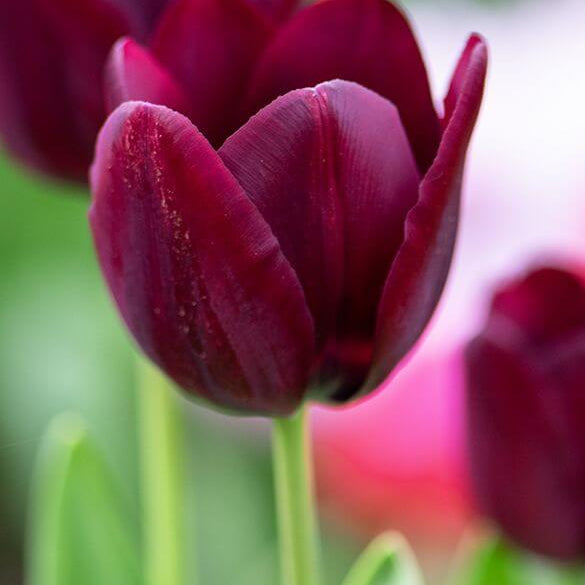 Maroon Tulip Seeds - Heirloom Flower Garden Seeds for Growing