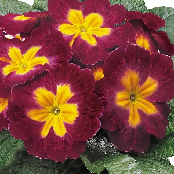 Maroon and Yellow Primrose Seeds -  Heirloom Flower Garden Seeds for Growing