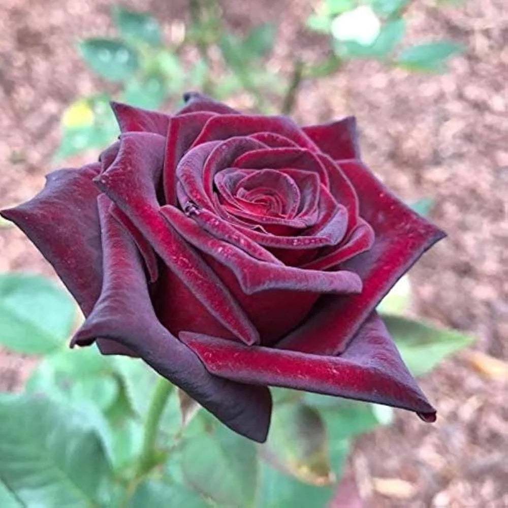 Marron Rose Seeds - Heirloom Flower Garden Seeds for Growing