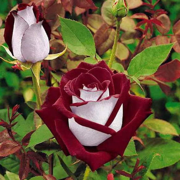 Marron & White Rosa spp. Seeds - Heirloom Flower Garden Seeds for Growing