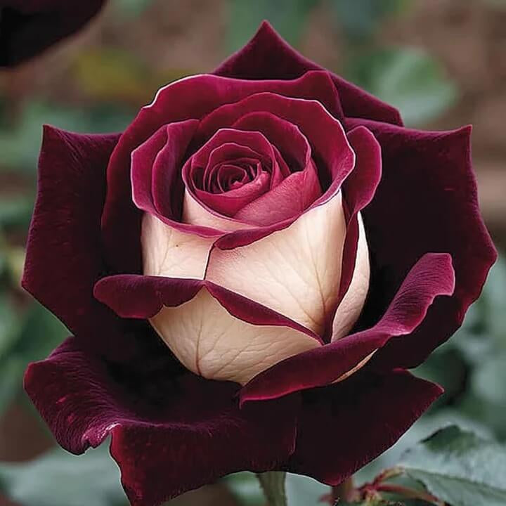Marron & White Rosa spp. Seeds - Heirloom Flower Garden Seeds for Growing