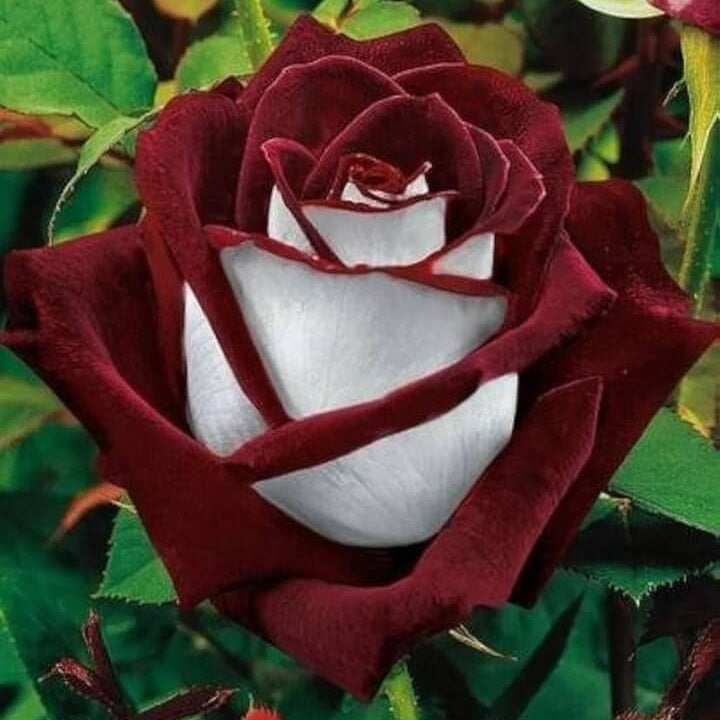 Marron & White Rosa spp. Seeds - Heirloom Flower Garden Seeds for Growing