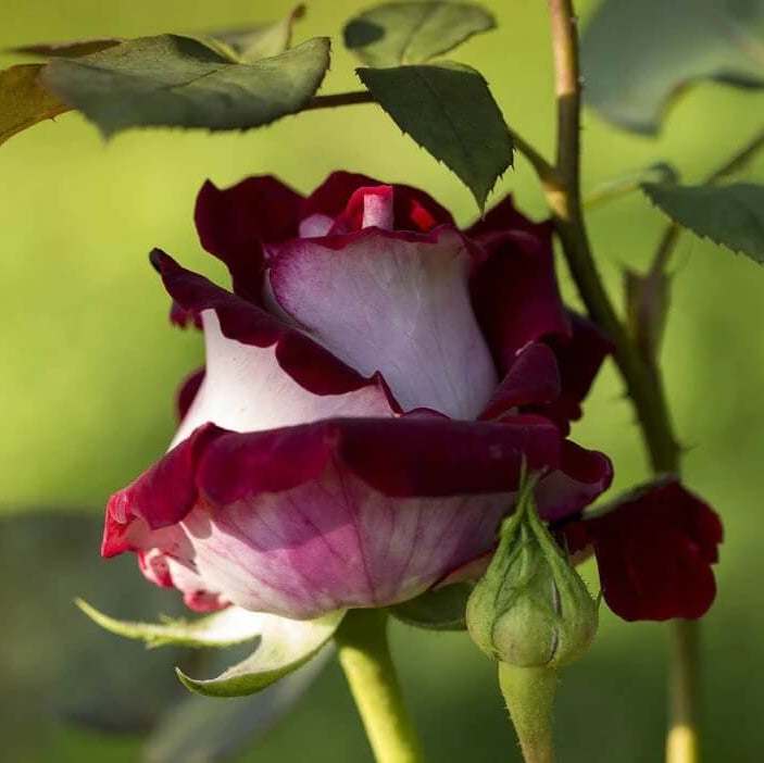 Marron & White Rosa spp. Seeds - Heirloom Flower Garden Seeds for Growing