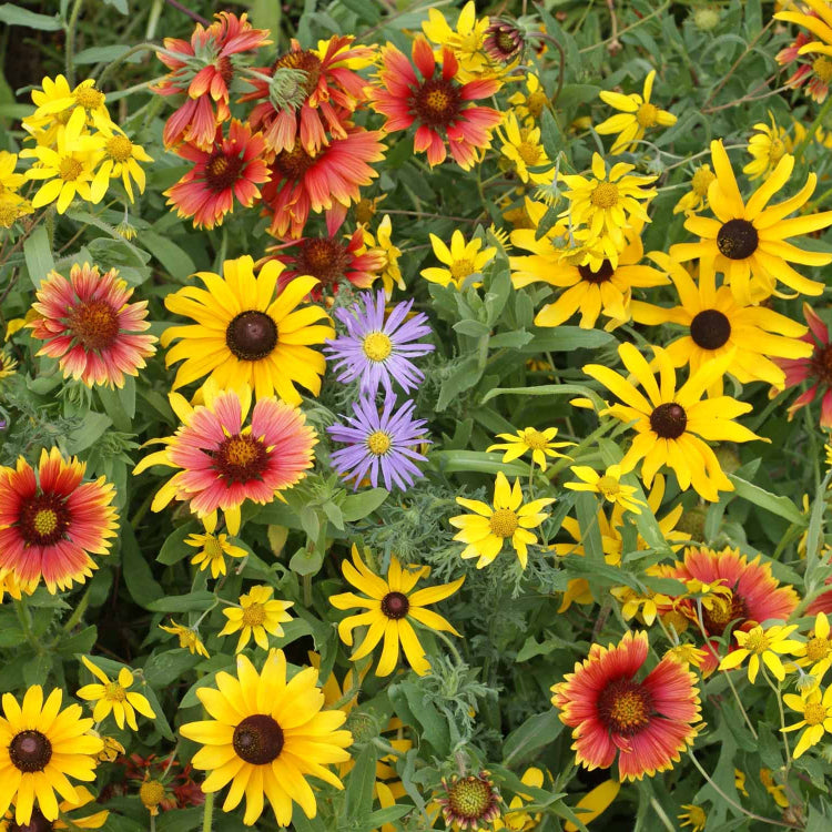 Meadow  Heirloom Mix Wildflower Seeds - Heirloom Flower Garden Seeds for Growing