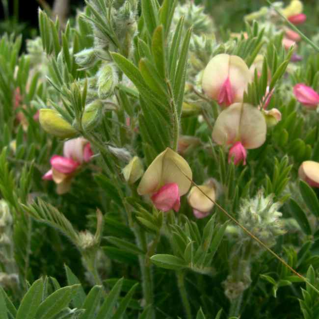 Medicinal Perennial Goat Rue Seeds - Heirloom Flower Garden Seeds for Growing
