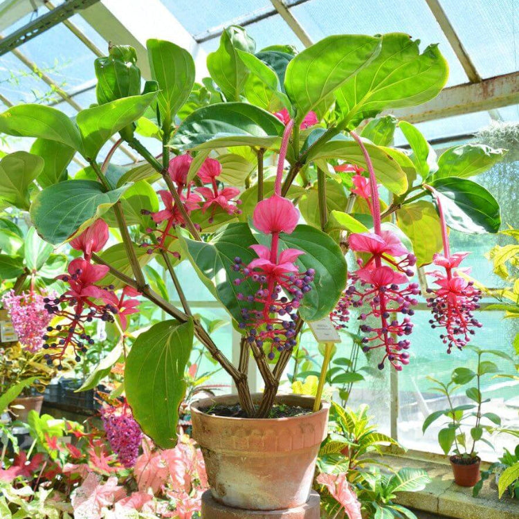 Medinilla Magnifica Seeds - Heirloom Flower Garden Seeds for Growing