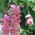 Medinilla Magnifica Seeds - Heirloom Flower Garden Seeds for Growing