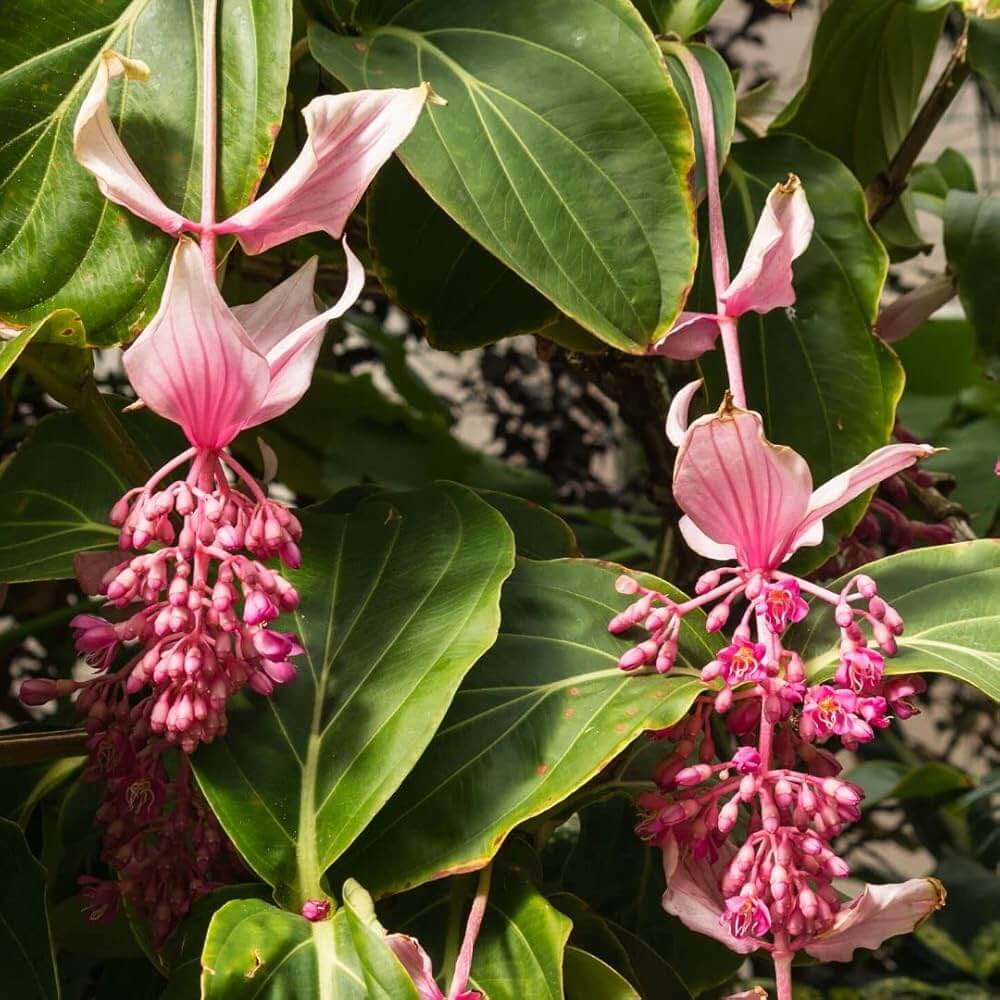 Medinilla Magnifica Seeds - Heirloom Flower Garden Seeds for Growing