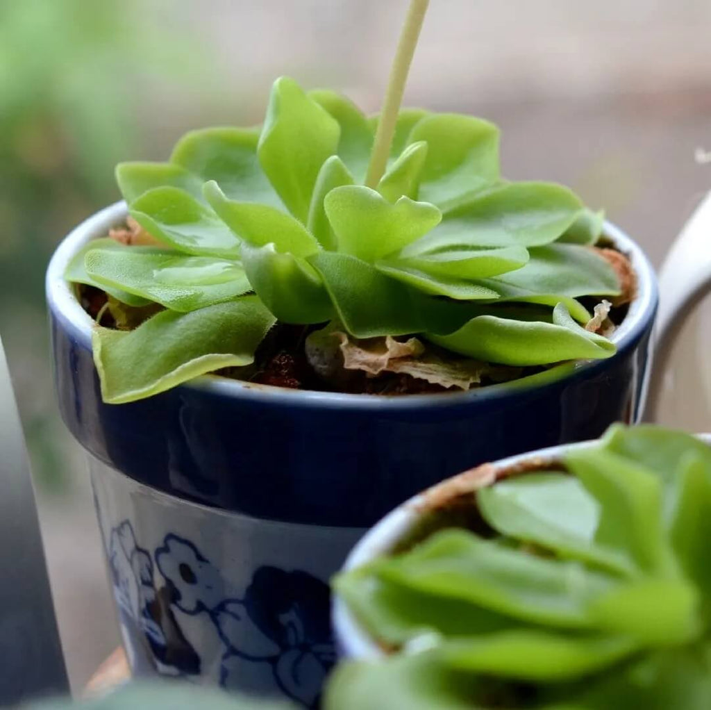 Mexican Butterwort Seeds - Heirloom Flower Garden Seeds for Growing