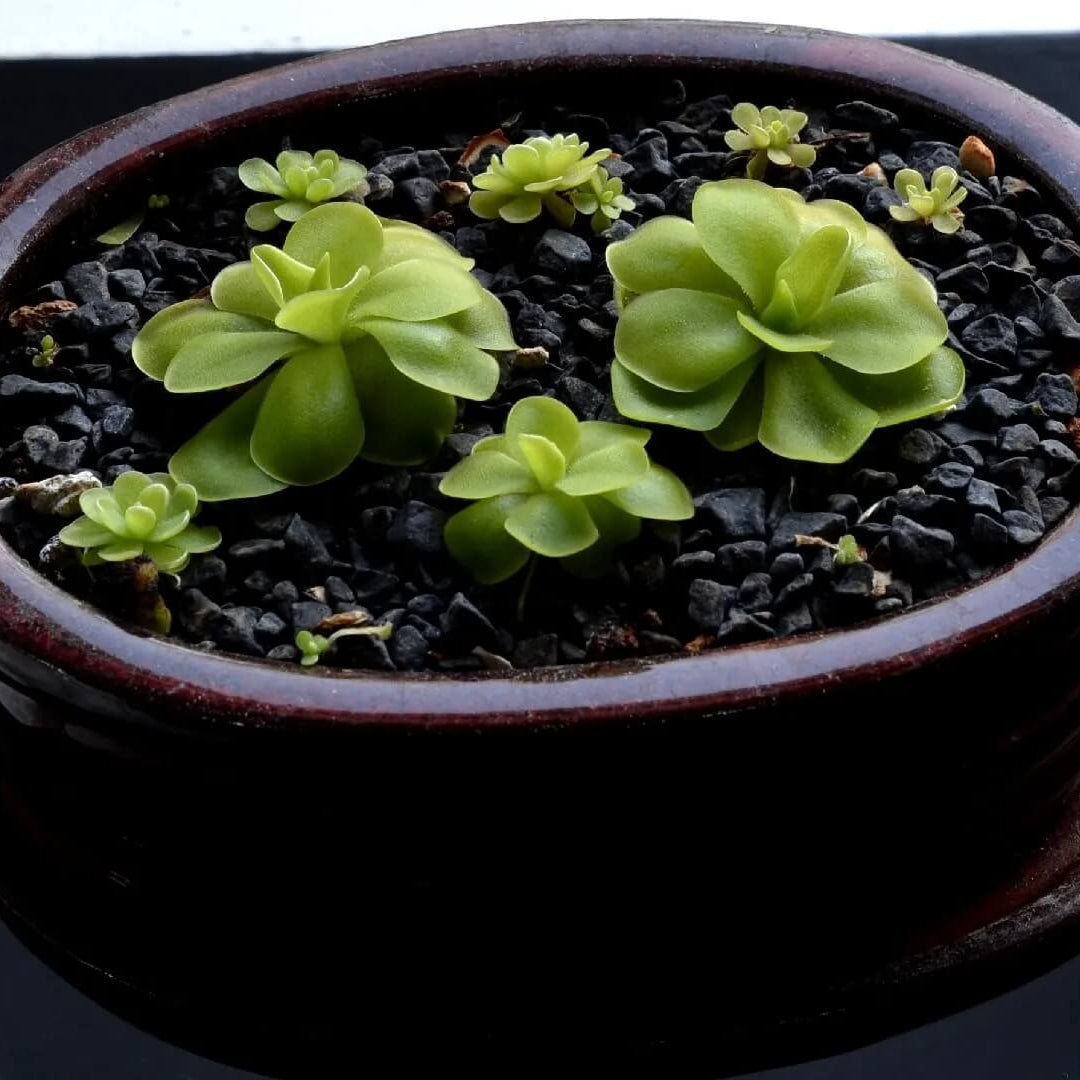 Mexican Butterwort Seeds - Heirloom Flower Garden Seeds for Growing