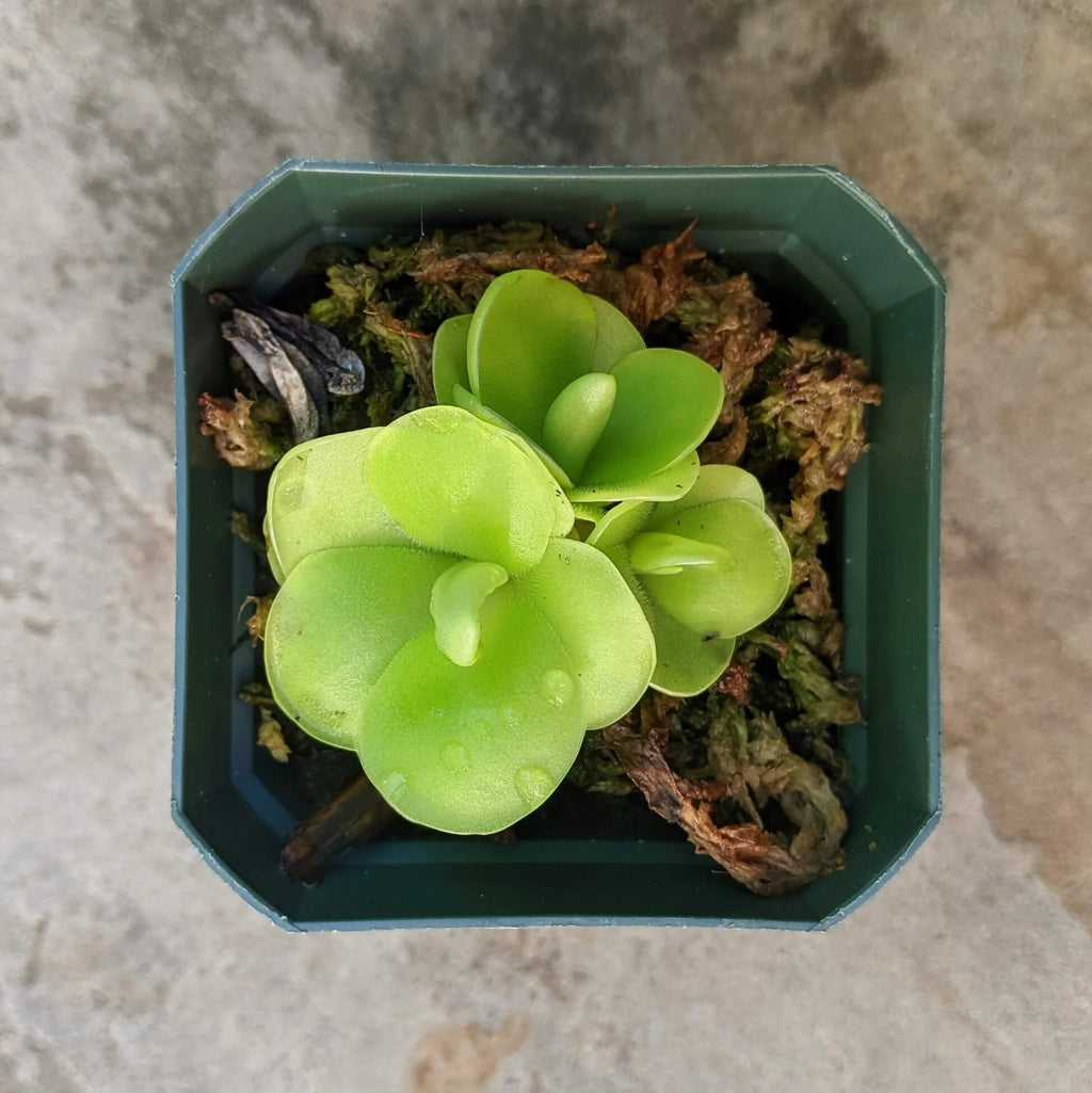 Mexican Butterwort Seeds - Heirloom Flower Garden Seeds for Growing