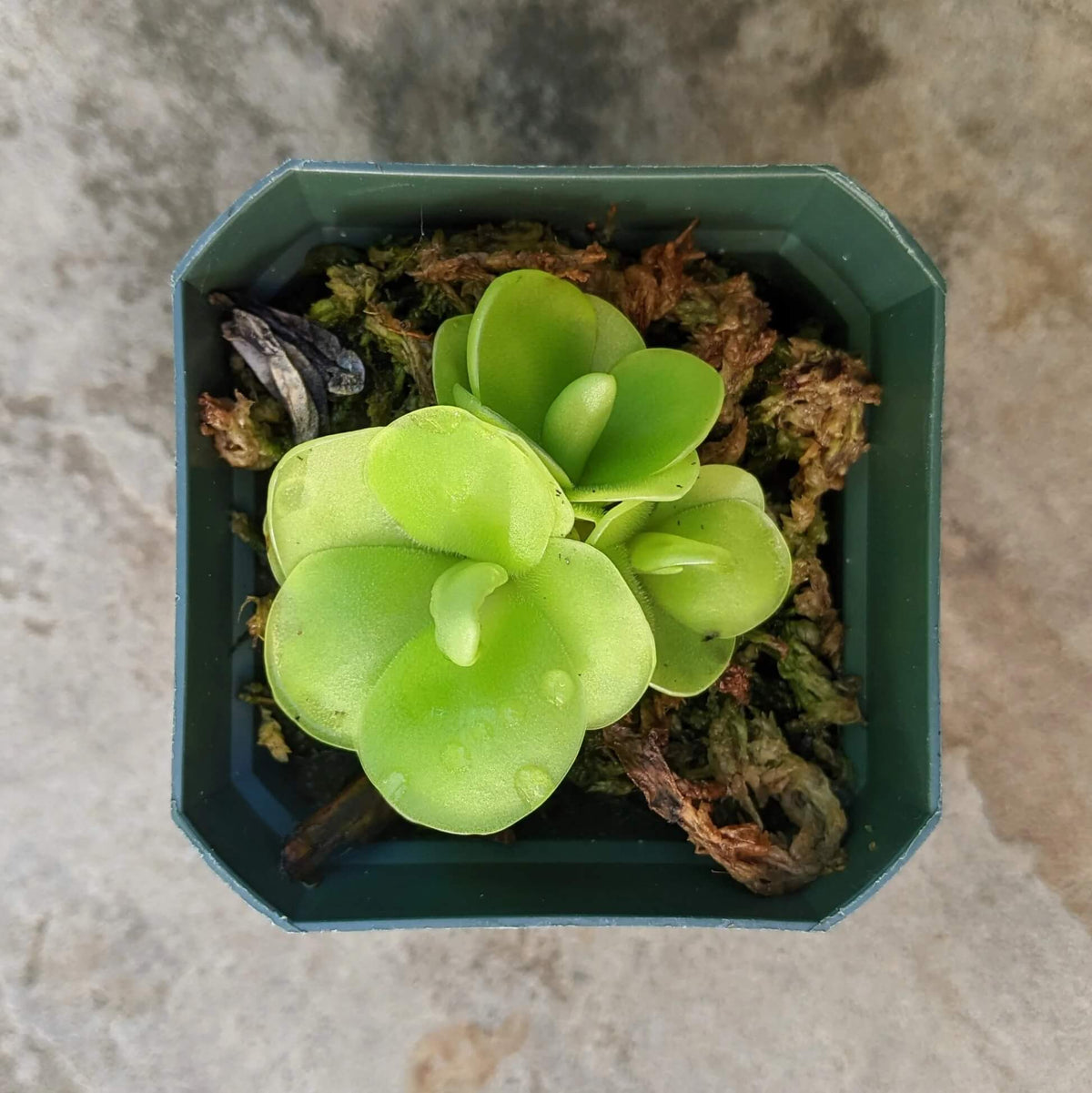 Mexican Butterwort Seeds - Heirloom Flower Garden Seeds for Growing
