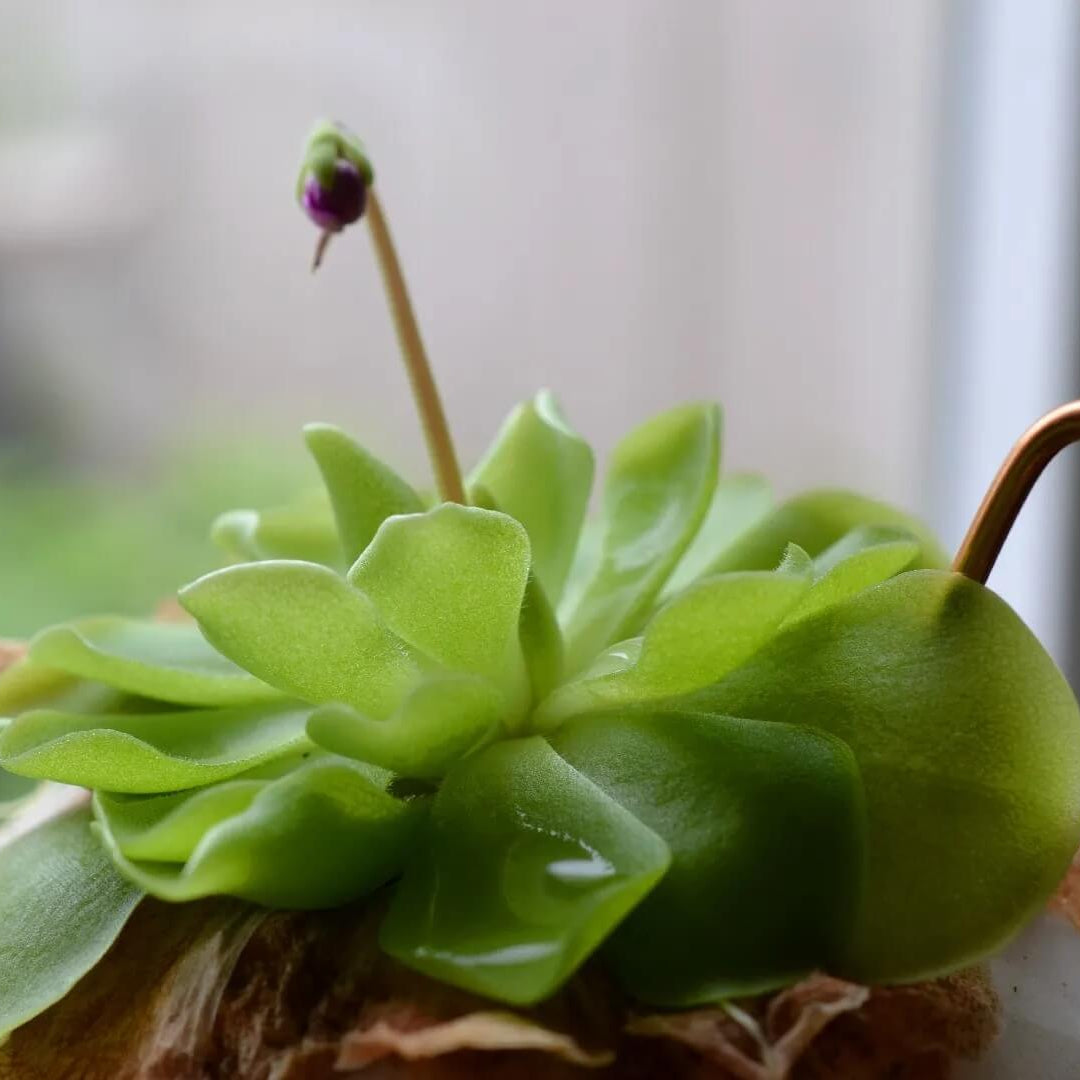 Mexican Butterwort Seeds - Heirloom Flower Garden Seeds for Growing