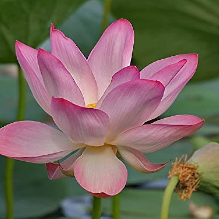 Mini Dwarf Lotus Seeds - Heirloom Flower Garden Seeds for Growing