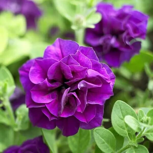 Mini Light Violet Seeds - Heirloom Flower Garden Seeds for Growing