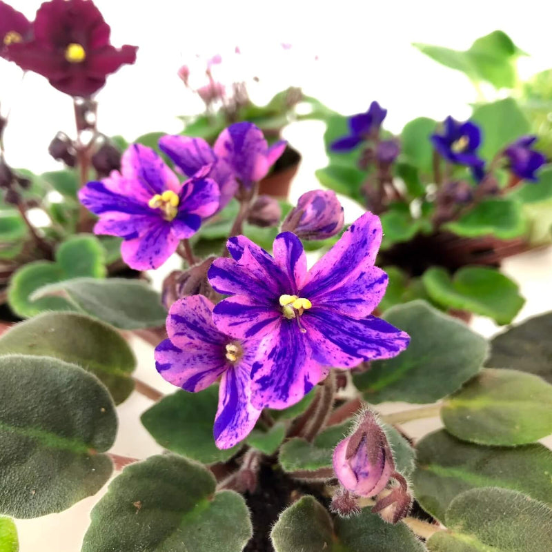 Mini Light Violet Seeds - Heirloom Flower Garden Seeds for Growing
