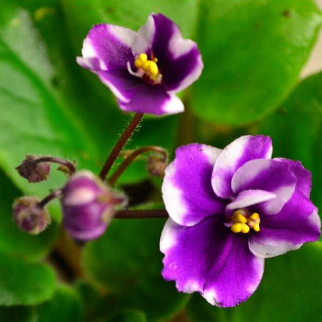 Mini Light Violet Seeds - Heirloom Flower Garden Seeds for Growing