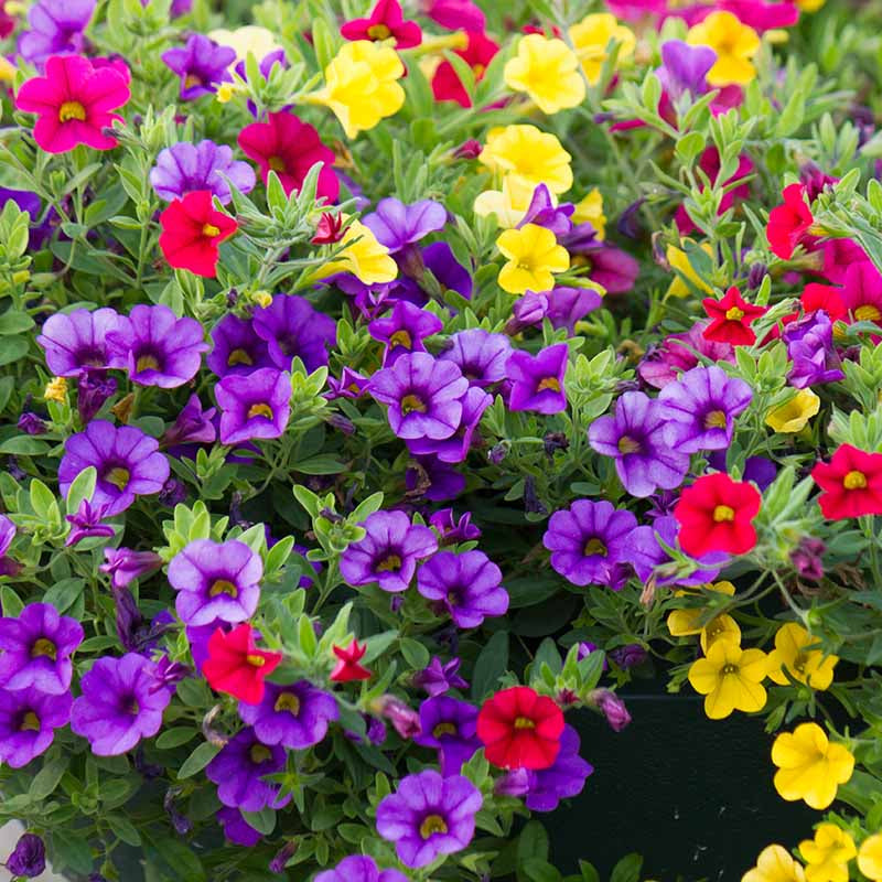 Mini Petunia Calibrachoa Seeds - Heirloom Flower Garden Seeds for Growing