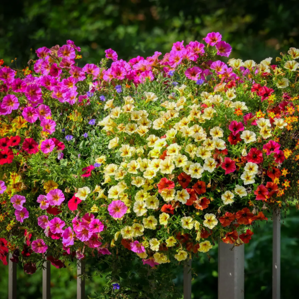 Mini Petunia Calibrachoa Seeds - Heirloom Flower Garden Seeds for Growing