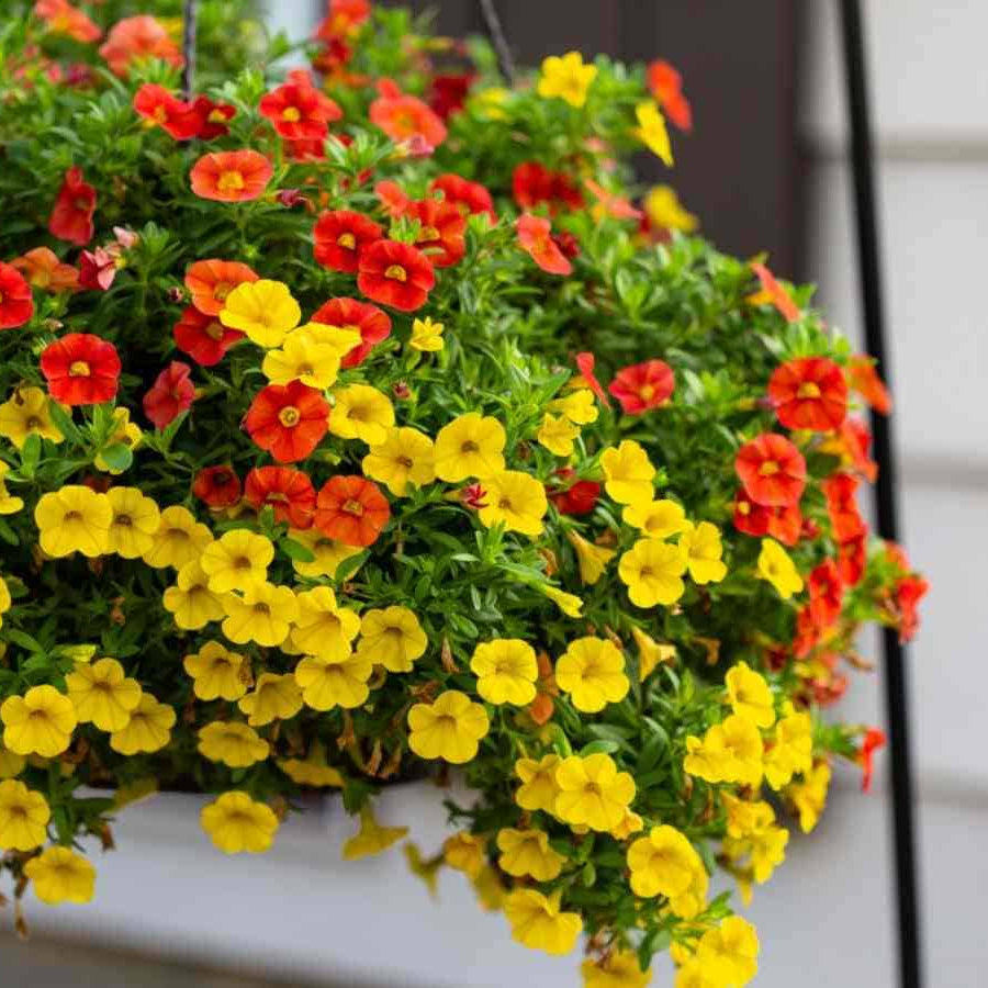 Mini Petunia Calibrachoa Seeds - Heirloom Flower Garden Seeds for Growing