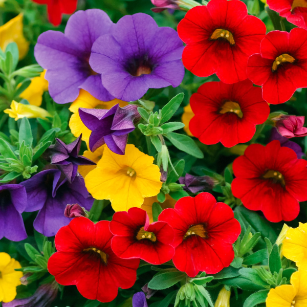 Mini Petunia Calibrachoa Seeds - Heirloom Flower Garden Seeds for Growing