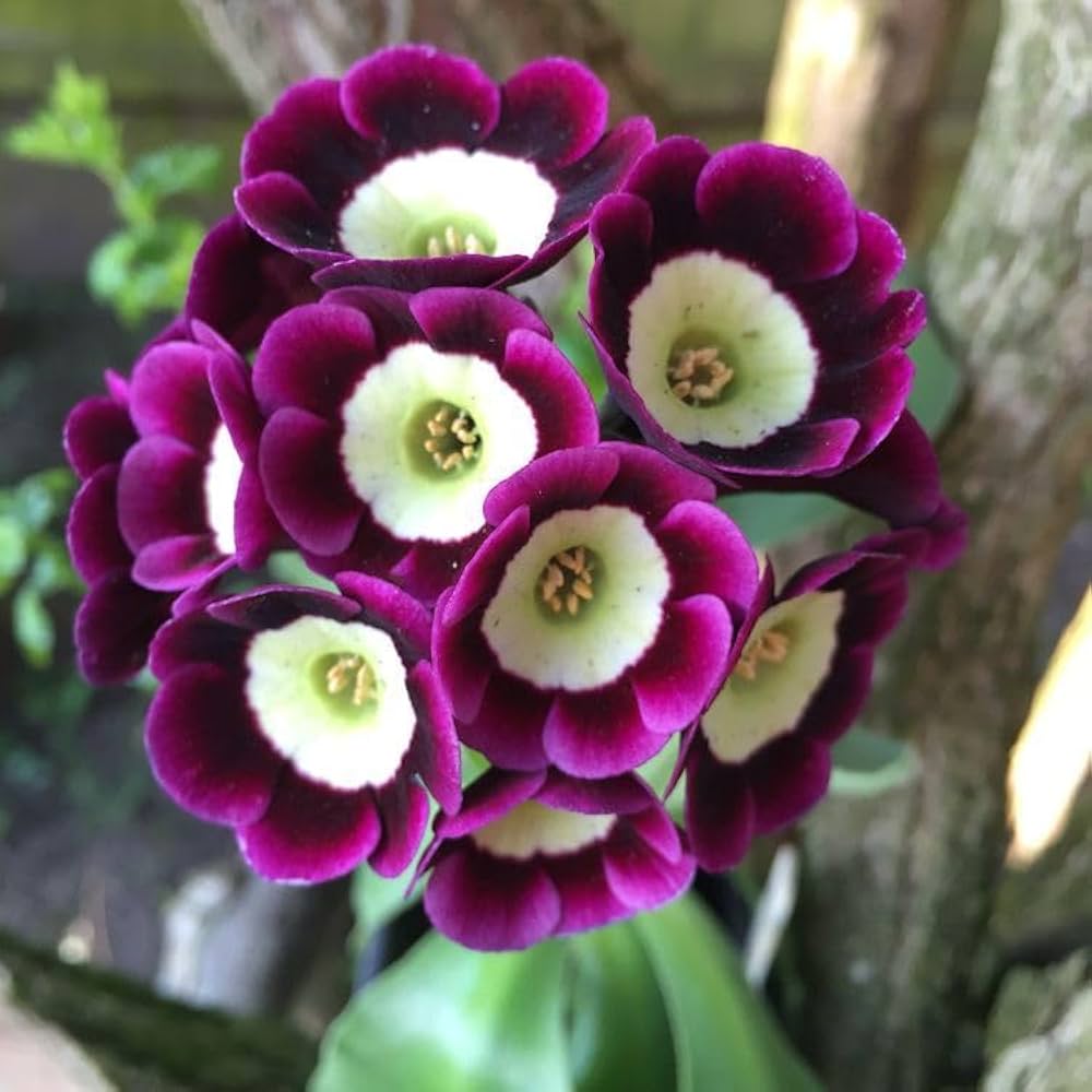 Mini Primrose Seeds - Heirloom Flower Garden Seeds for Growing