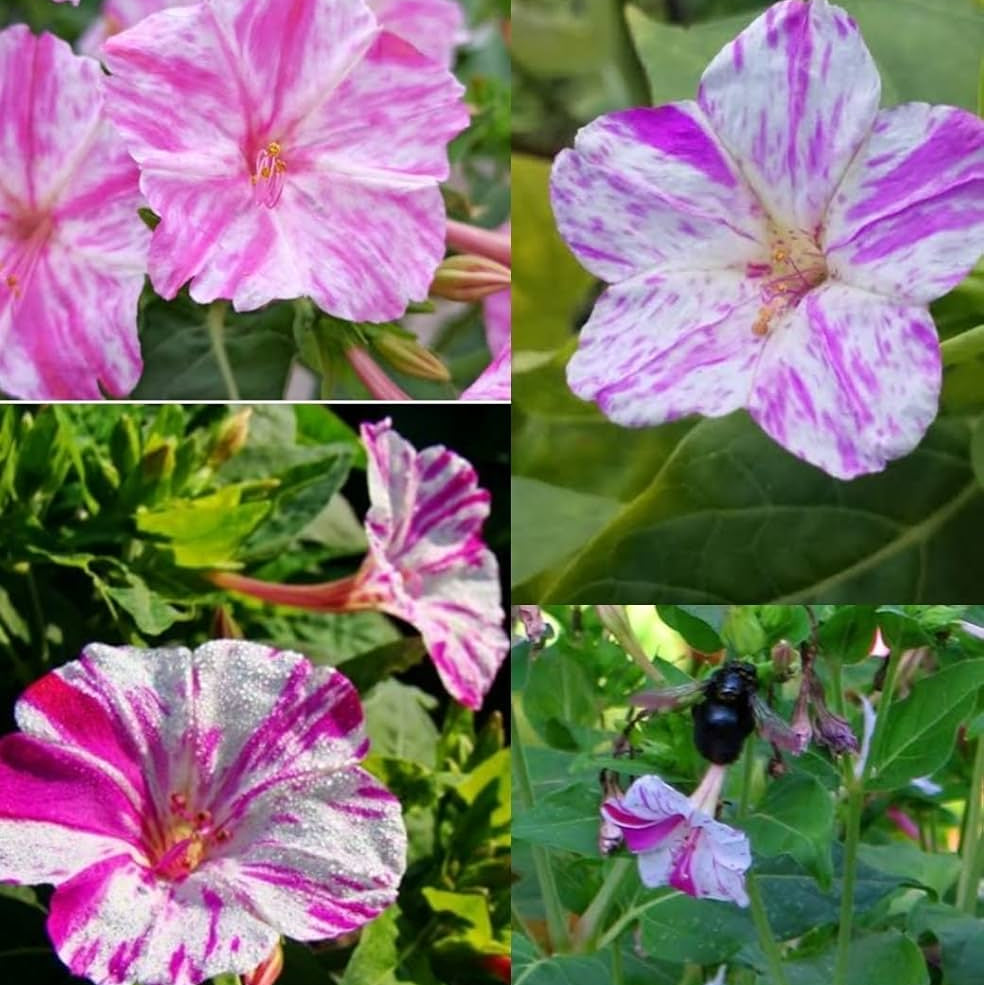 Mirabilis jalapa Four O'Clock Seeds - Heirloom Flower Garden Seeds for Growing