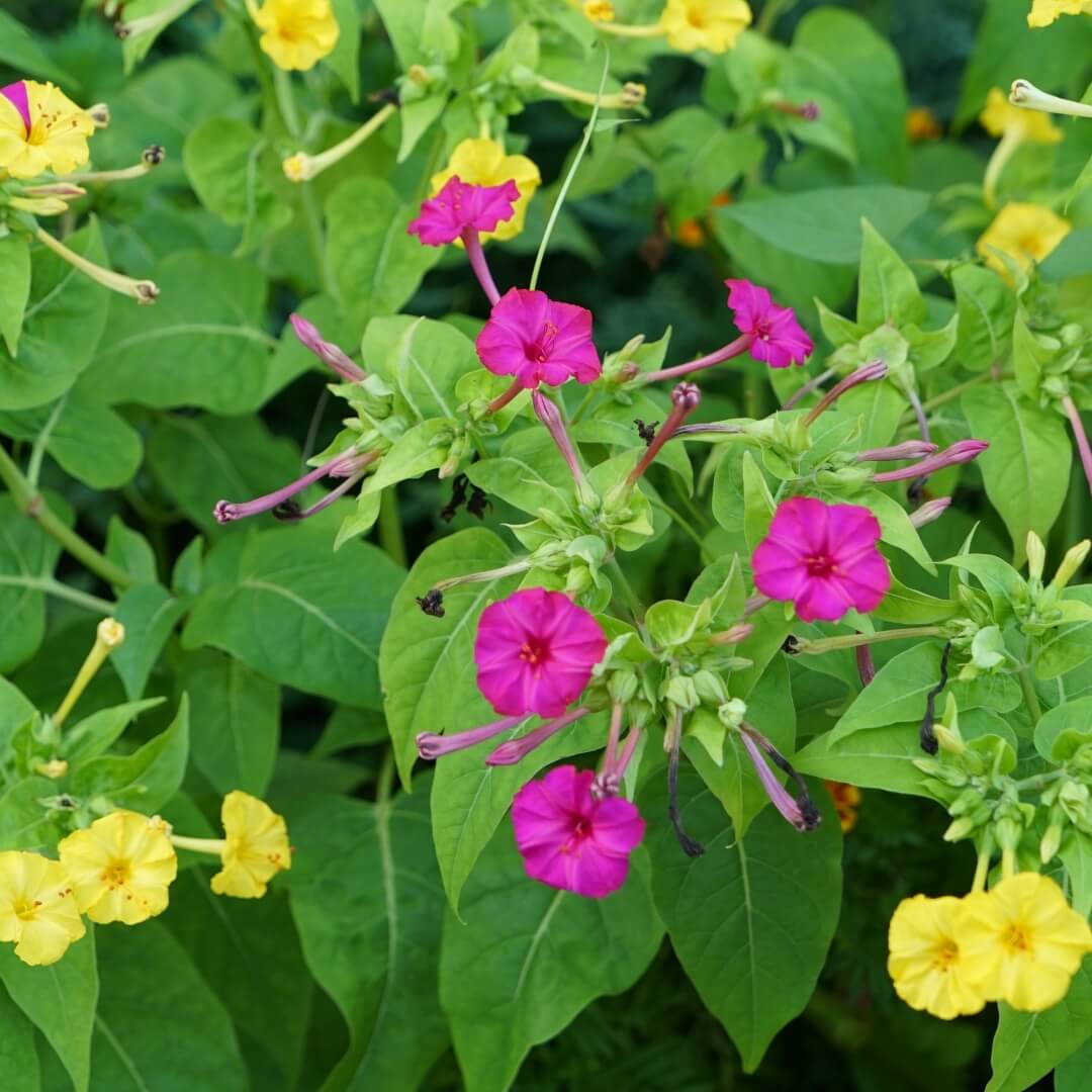 Mirabilis jalapa Four O'Clock Seeds - Heirloom Flower Garden Seeds for Growing