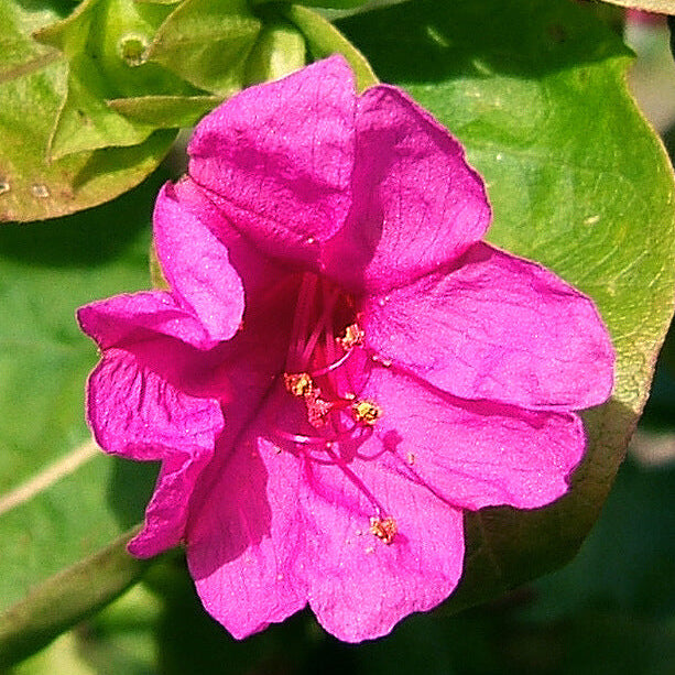 Mirabilis jalapa Four O'Clock Seeds - Heirloom Flower Garden Seeds for Growing