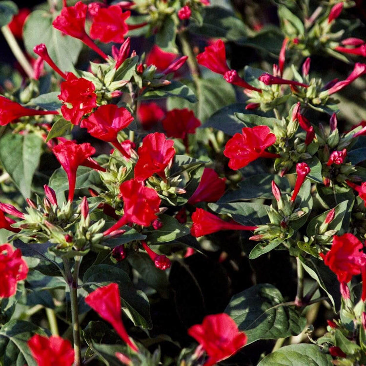 Mirabilis jalapa Red Four O'Clock Seeds - Heirloom Flower Garden Seeds for Growing