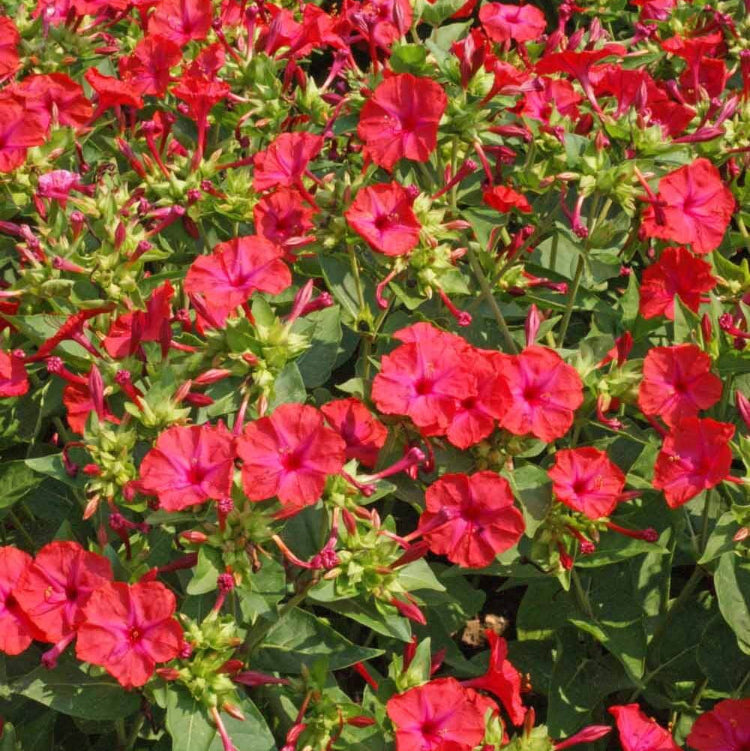 Mirabilis jalapa Red Four O'Clock Seeds - Heirloom Flower Garden Seeds for Growing