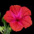 Mirabilis jalapa Red Four O'Clock Seeds - Heirloom Flower Garden Seeds for Growing