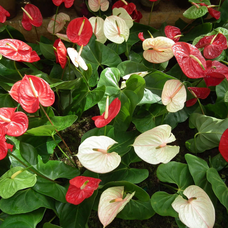 Mix Anthurium Seeds - Heirloom Flower Garden Seeds for Growing