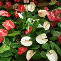 Mix Anthurium Seeds - Heirloom Flower Garden Seeds for Growing