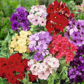 Mix Phlox Seeds  - Heirloom Flower Garden Seeds for Growing