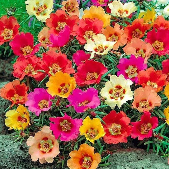 Mix Rock Rose Seeds - Heirloom Flower Garden Seeds for Growing