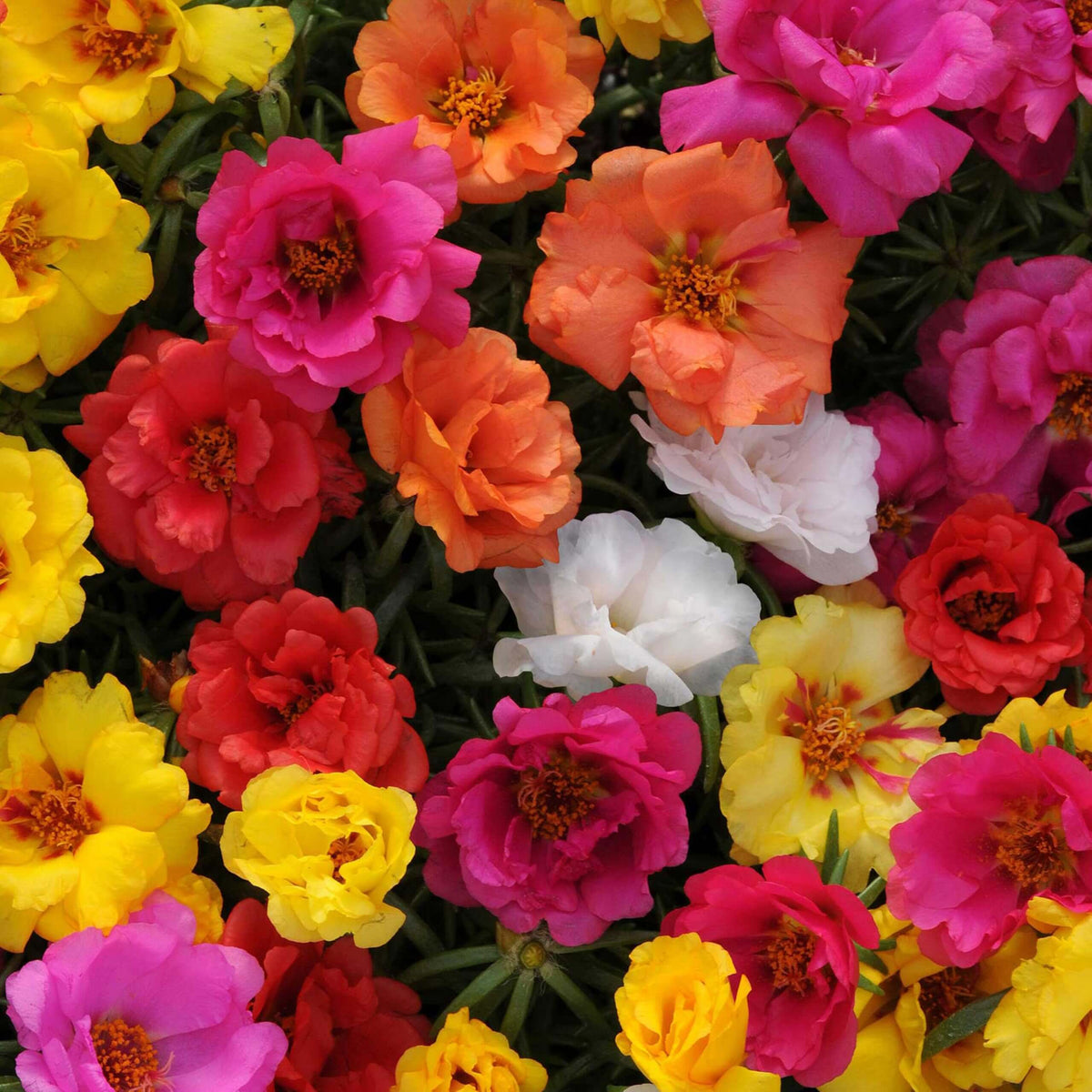 Mix Rock Rose Seeds - Heirloom Flower Garden Seeds for Growing