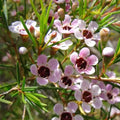 Mix Wax Flower Seeds - Heirloom Flower Garden Seeds for Growing