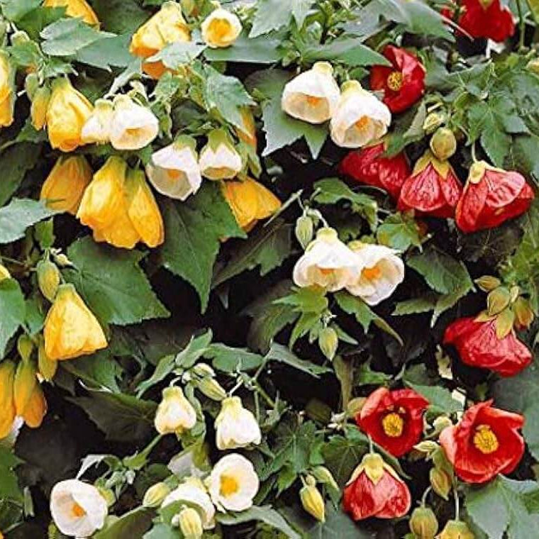 Mixed Abutilon Seeds - Heirloom Flower Garden Seeds for Growing