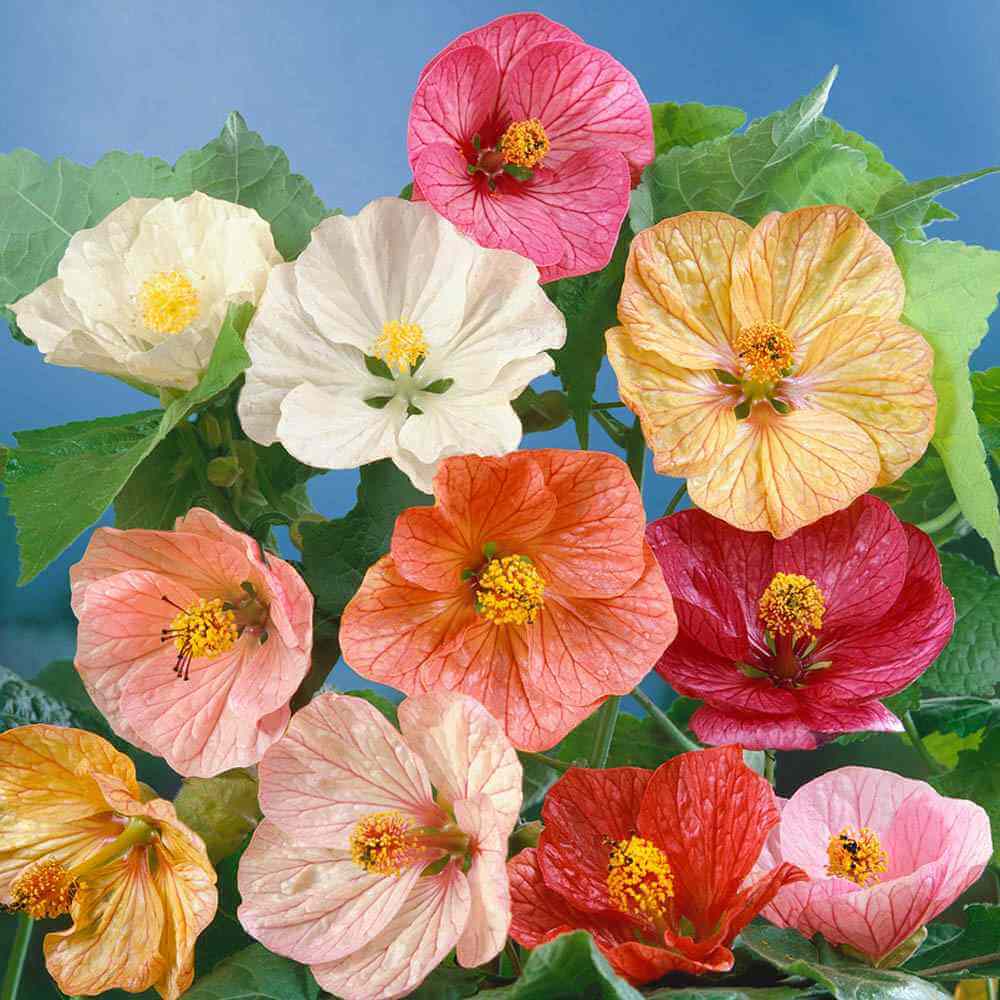 Mixed Abutilon Seeds - Heirloom Flower Garden Seeds for Growing
